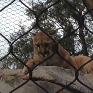 Meet your Posher, Bruce